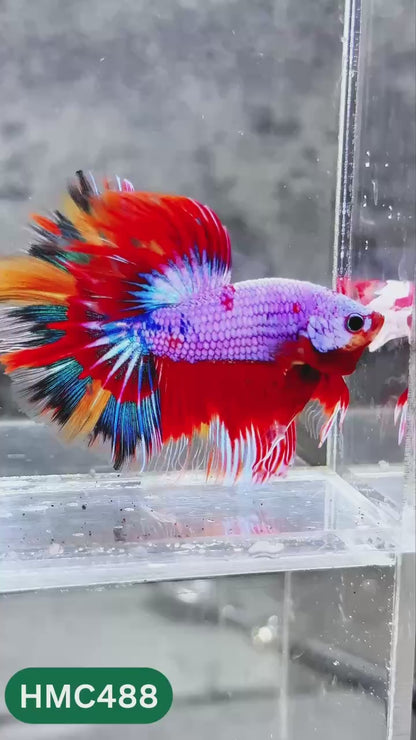 Multicolor Halfmoon Male Betta Fish | High Grade | Order Directly From Farm |  You Pick Fish |