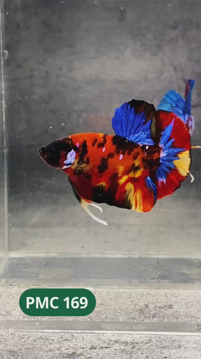 Multicolor Plakat Male Betta Fish |Show Grade|  You Pick Fish