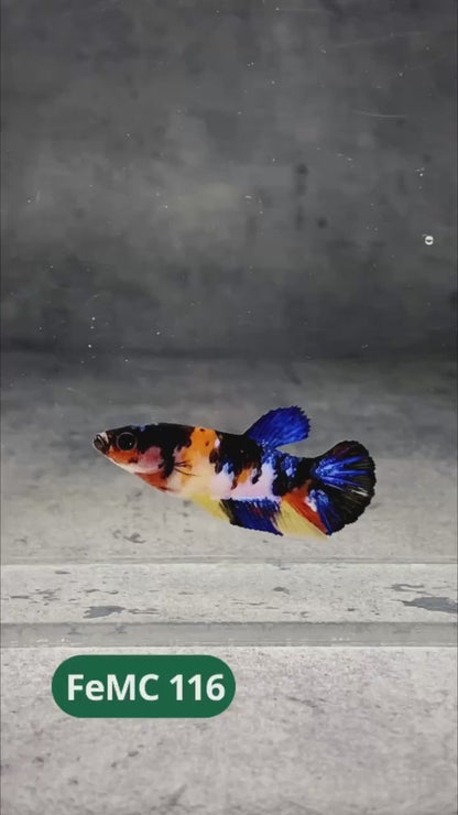 Multicolor Female Betta Fish | You Pick Fish | High Grade