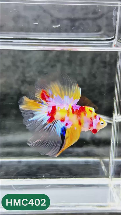 Multicolor Halfmoon Male Betta Fish | Order Directly From Farm | You Pick Fish