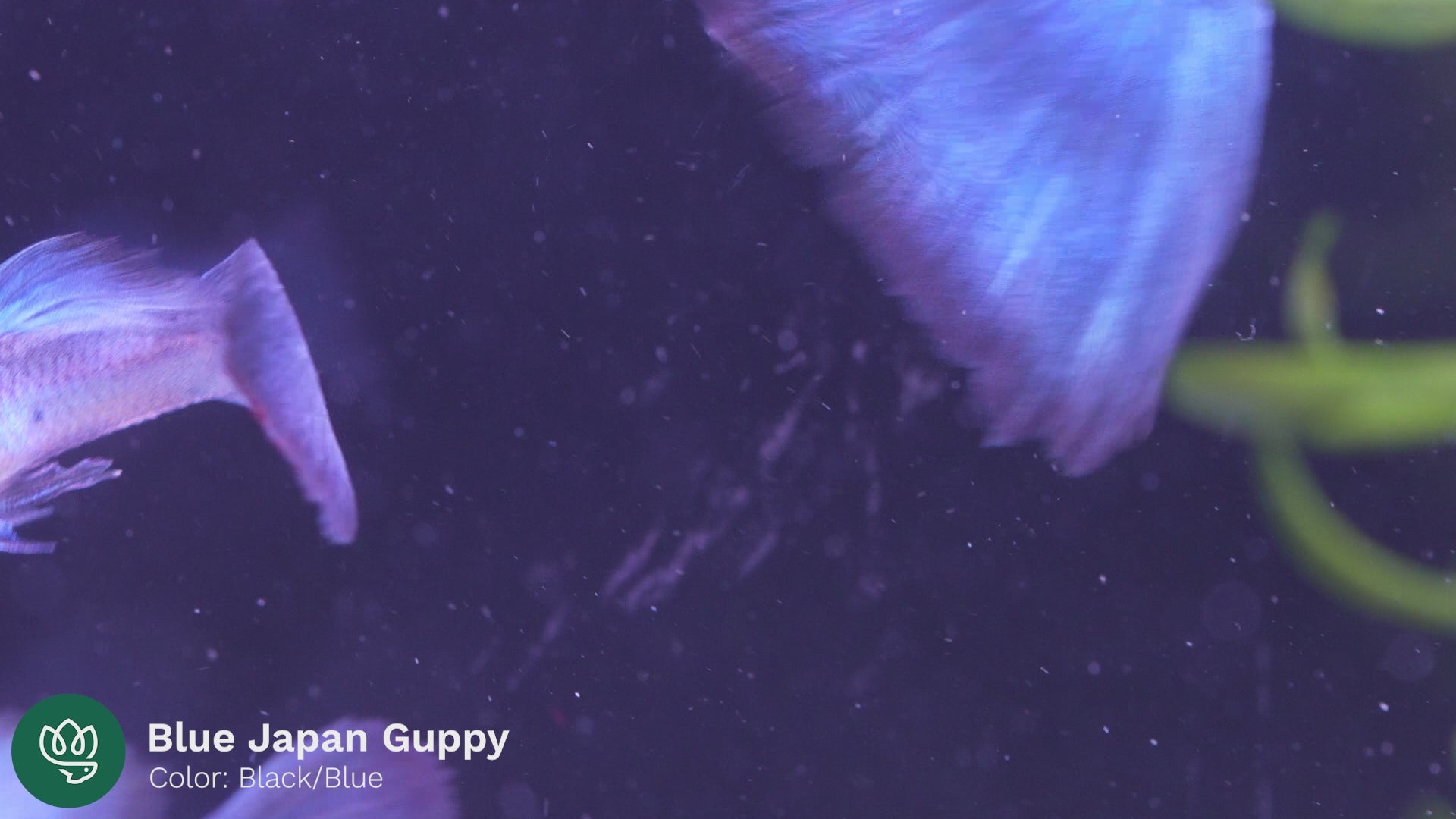 Blue Japan Guppy Fish