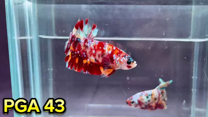 King Giant Plakat Male Betta Fish | You Pick Fish | High Grade