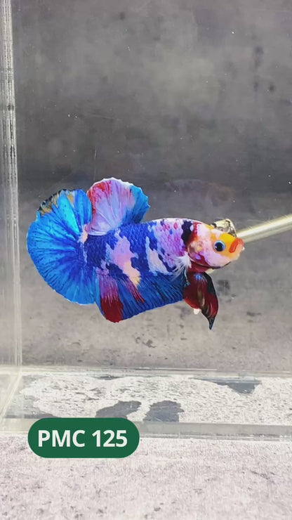Multicolor Plakat Male Betta Fish |Show Grade|  You Pick Fish