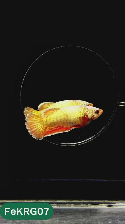 Koi Red Gold Female Betta Fish | You Pick Fish | High Grade