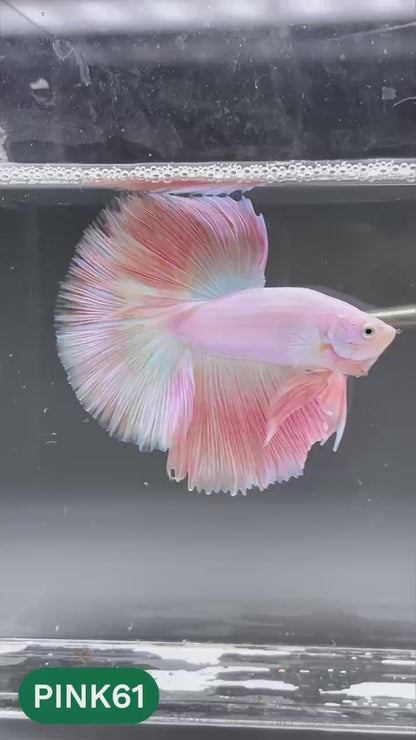 Pink Halfmoon Male Betta Fish | You Pick Fish | Order Directly From Farm