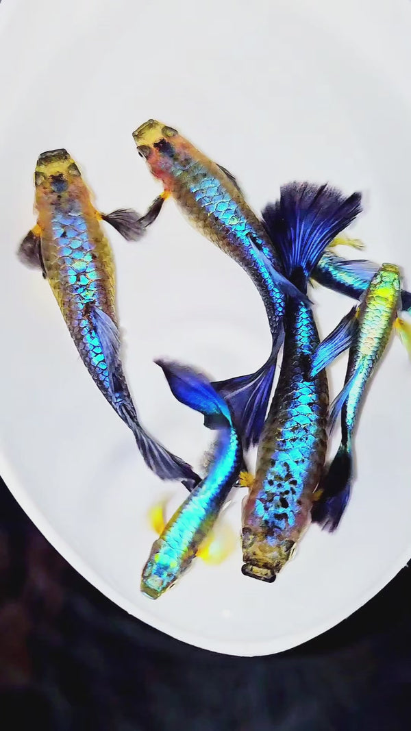 Blue Japan Guppy Fish — Swimming Video