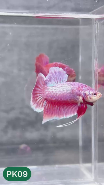 Pink Plakat Male Betta Fish | You Pick Fish | Rare Color