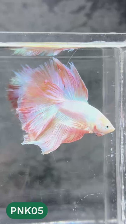 Pink Halfmoon Male Betta Fish | You Pick Fish | Order Directly From Farm