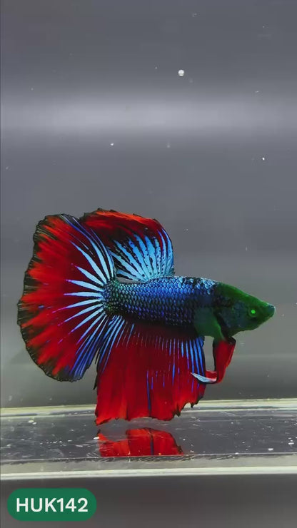 Black Hulk Halfmoon Male Betta Fish | You Pick Fish