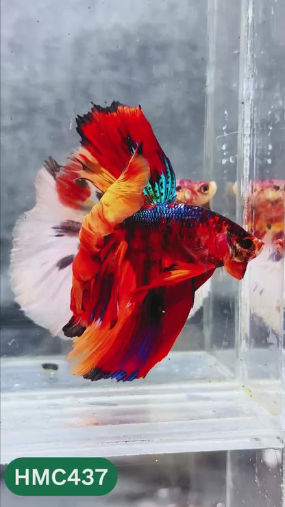 Multicolor Halfmoon Male Betta Fish | High Grade | Order Directly From Farm |  You Pick Fish |