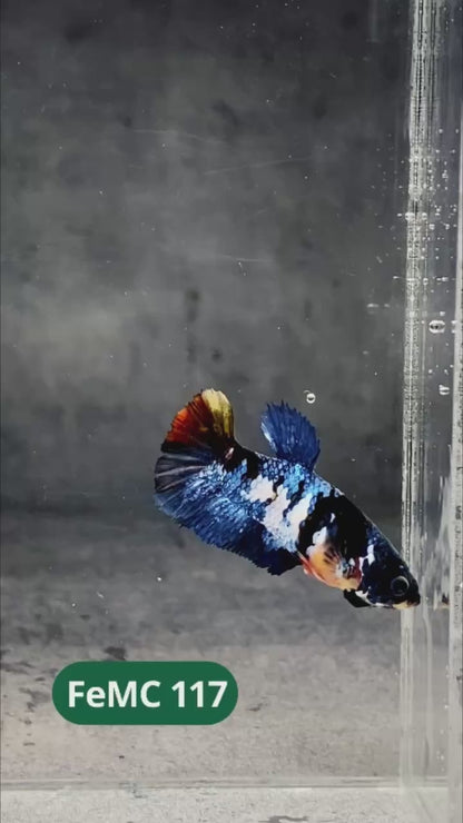 Multicolor Female Betta Fish | You Pick Fish | High Grade