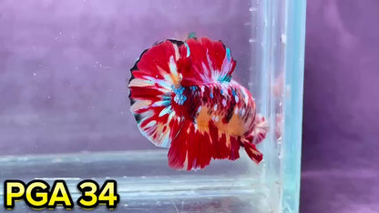 King Giant Plakat Male Betta Fish | You Pick Fish | High Grade