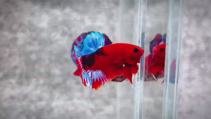 Hellboy Plakat Male Betta Fish | Order Directly From Farm | You Pick Fish