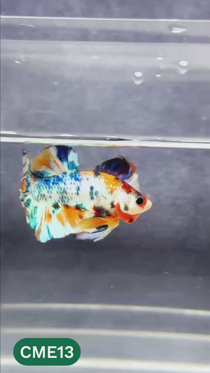 Multicolor Metallic Plakat Male Betta Fish | You Pick Fish | Exclusive Grade