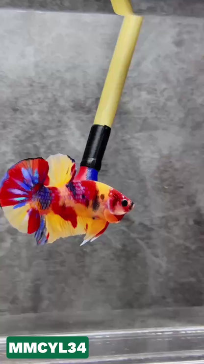 Multicolor Yellow Base Plakat Male Betta Fish | Order Directly From Farm|  You Pick Fish