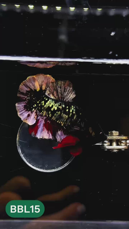 Black Panther Plakat Male Betta Fish | You Pick Fish | Rare Betta