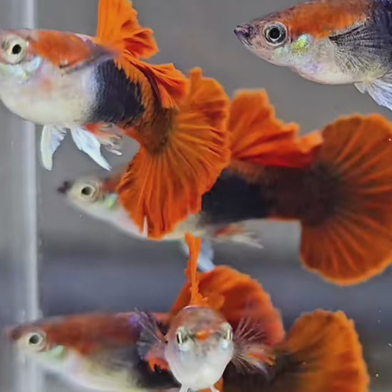 Half Black Red Rose Guppy Fish