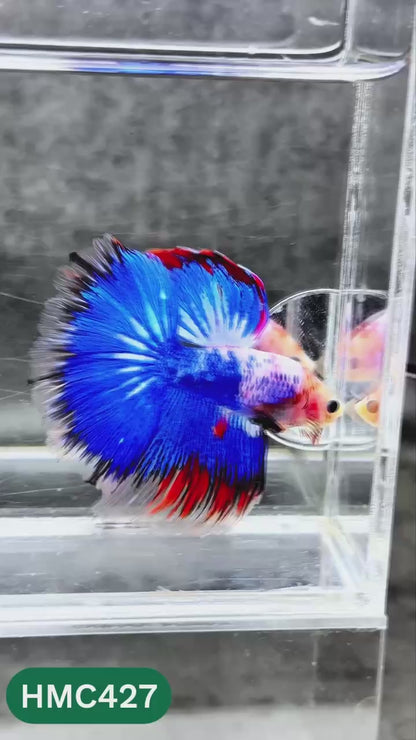 Multicolor Halfmoon Male Betta Fish | Order Directly From Farm | You Pick Fish
