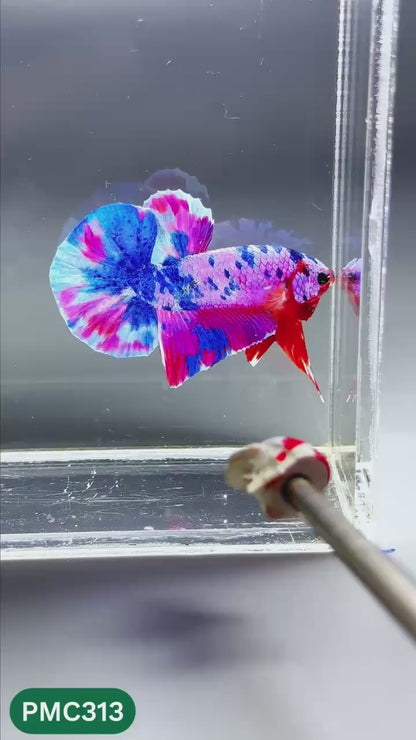 Multicolor Plakat Male Betta Fish | Show Grade |  You Pick Fish