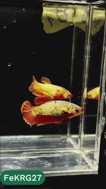 Koi Red Gold Female Betta Fish | You Pick Fish | High Grade