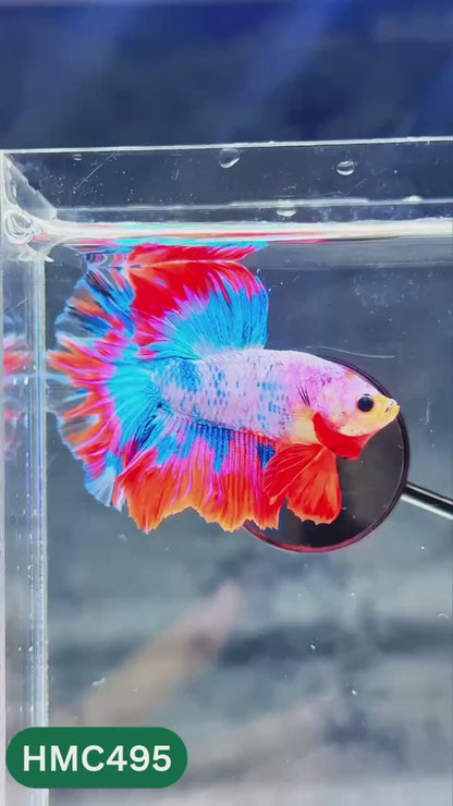 Multicolor Halfmoon Male Betta Fish | High Grade | Order Directly From Farm |  You Pick Fish |