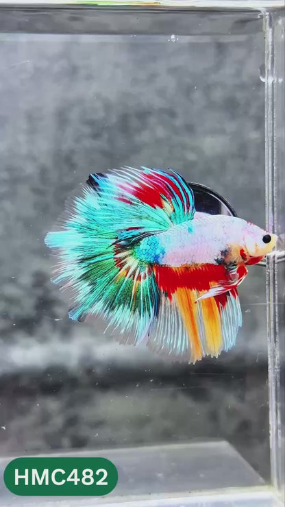 Multicolor Halfmoon Male Betta Fish | High Grade | Order Directly From Farm |  You Pick Fish |