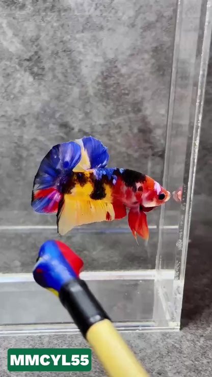 Multicolor Yellow Base Plakat Male Betta Fish | Order Directly From Farm|  You Pick Fish