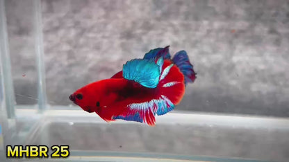 Hellboy Plakat Male Betta Fish | Order Directly From Farm | You Pick Fish