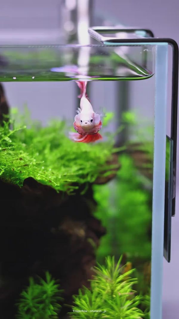 Pink Halfmoon Betta Fish 1 — Swimming Video