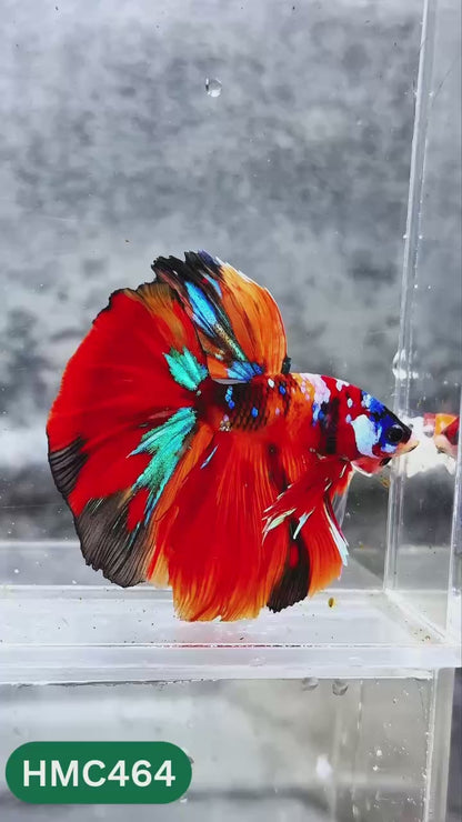 Multicolor Halfmoon Male Betta Fish | High Grade | Order Directly From Farm |  You Pick Fish |