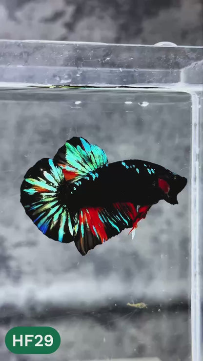 Dark Flame Hellfire Plakat Male Betta Fish | You Pick Fish | Rare Betta