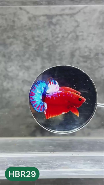 Hellboy Plakat Male Betta Fish | Order Directly From Farm | You Pick Fish