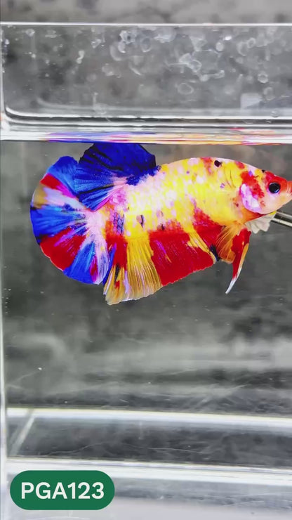 King Giant Plakat Male Betta Fish | You Pick Fish | High Grade