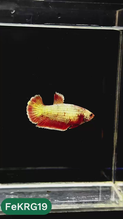 Koi Red Gold Female Betta Fish | You Pick Fish | High Grade