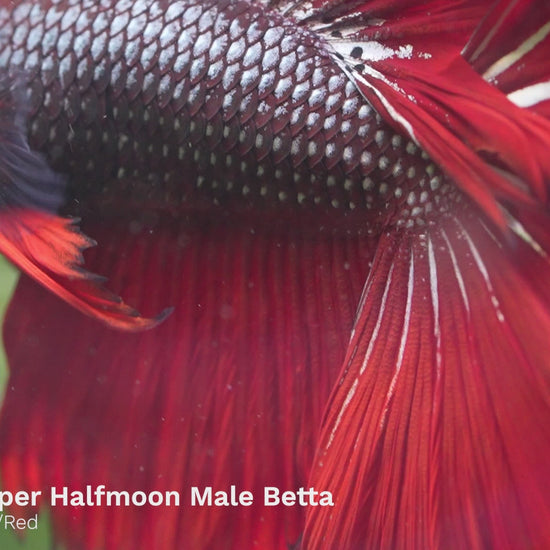 Red Copper Halfmoon Male Betta Fish