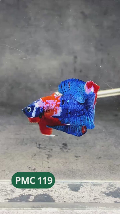 Multicolor Plakat Male Betta Fish |Show Grade|  You Pick Fish