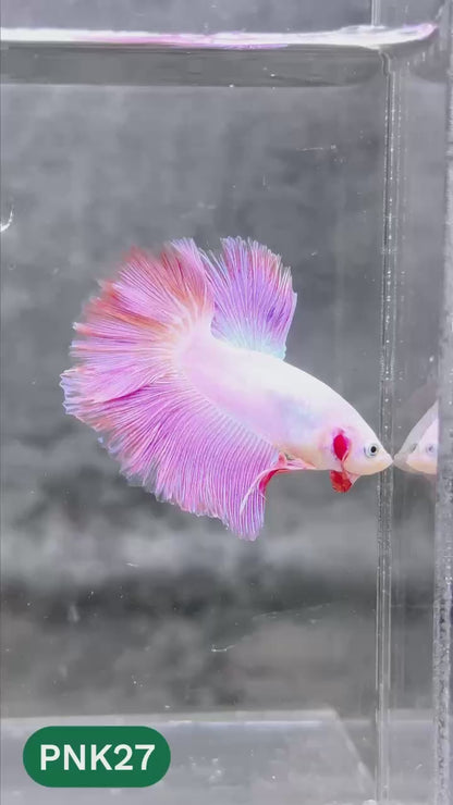 Pink Halfmoon Male Betta Fish | You Pick Fish | Order Directly From Farm