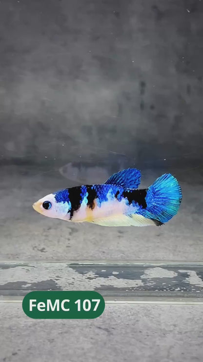 Multicolor Female Betta Fish | You Pick Fish | High Grade