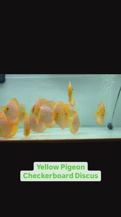 Yellow Pigeon Checkerboard Discus Fish