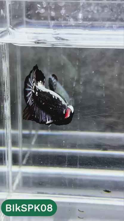 Samurai Plakat Male Betta Fish | You Pick Fish