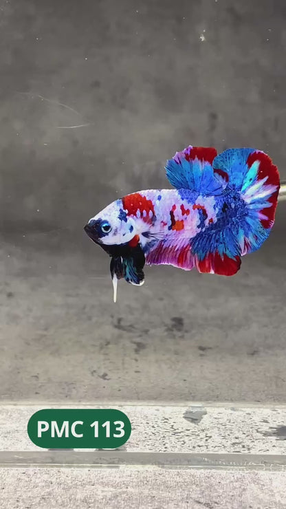 Multicolor Plakat Male Betta Fish |Show Grade|  You Pick Fish