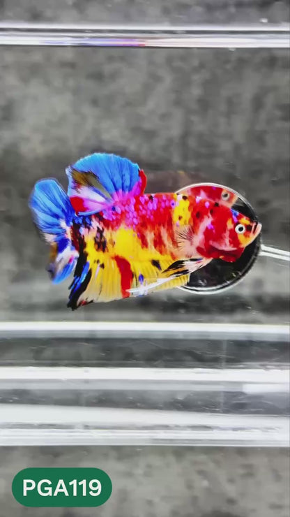 King Giant Plakat Male Betta Fish | You Pick Fish | High Grade