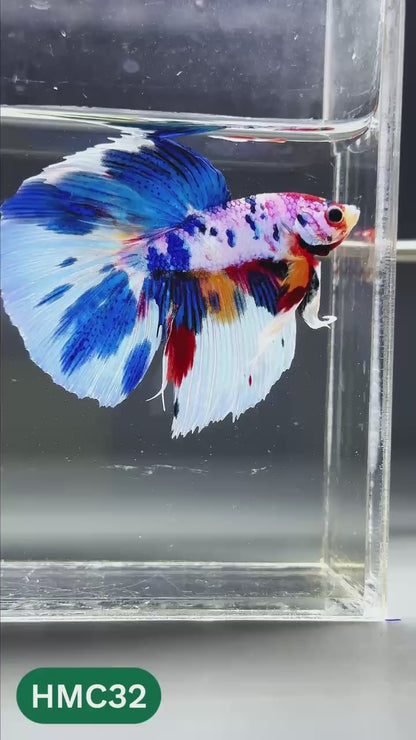 Multicolor Halfmoon Male Betta Fish | High Grade | Order Directly From Farm |  You Pick Fish