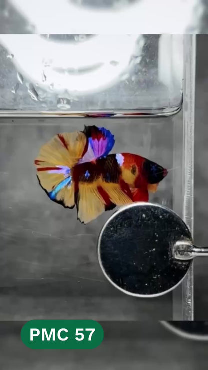 Multicolor Plakat Male Betta Fish |Show Grade|  You Pick Fish