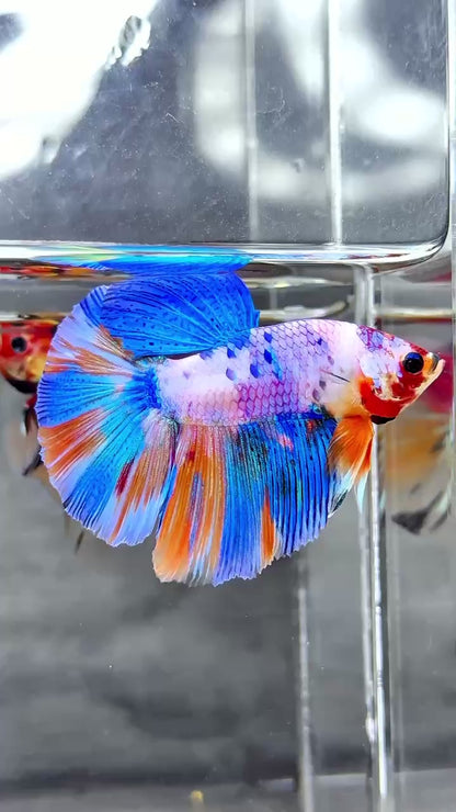 Multicolor Halfmoon Male Betta Fish | High Grade | Order Directly From Farm |  You Pick Fish |