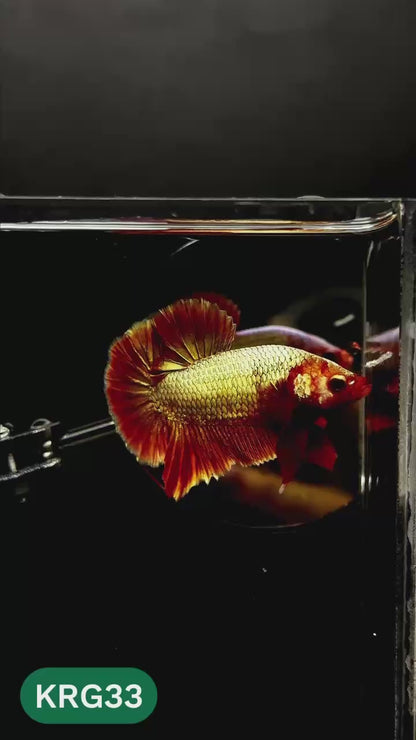 Koi Red Gold Galaxy Plakat Male Betta Fish | You Pick Fish