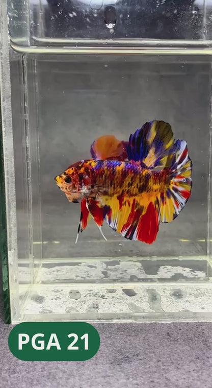 King Giant Plakat Male Betta Fish | You Pick Fish | High Grade