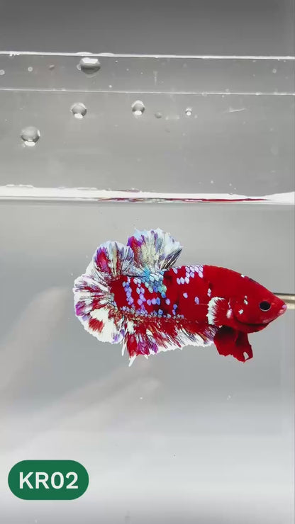 Golden Star Dust Galaxy Plakat Male Betta Fish | Super Rare | You Pick Fish