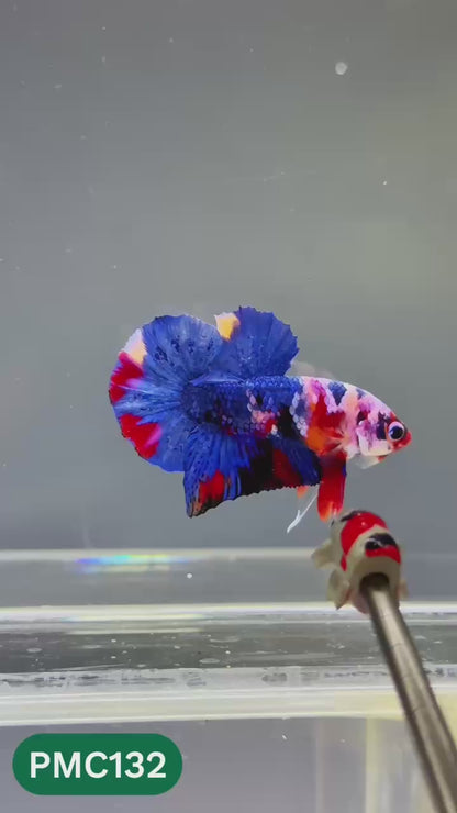 Multicolor Plakat Male Betta Fish |Show Grade|  You Pick Fish