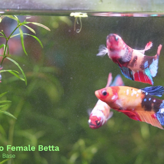 Female Betta Fish Sorority Koi Nemo Galaxy Plakat